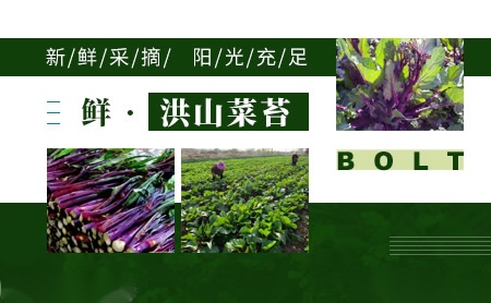 洪山菜苔怎么样