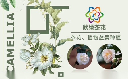 欣绿茶花怎么样