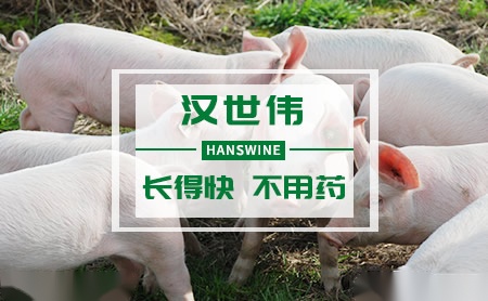 汉世伟Hanswine怎么样